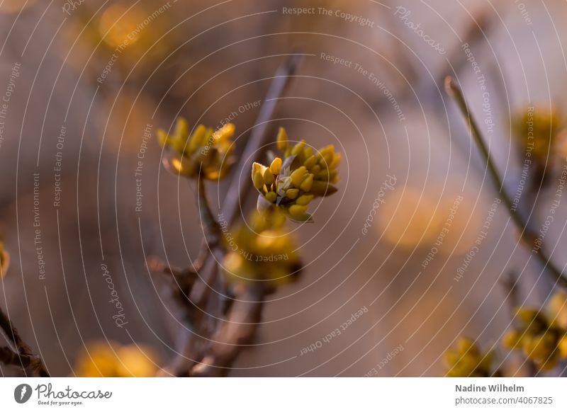 Spring is coming Flower Nature Green Blossom Plant Blossoming Colour photo Exterior shot Macro (Extreme close-up) Close-up Detail Garden Shallow depth of field