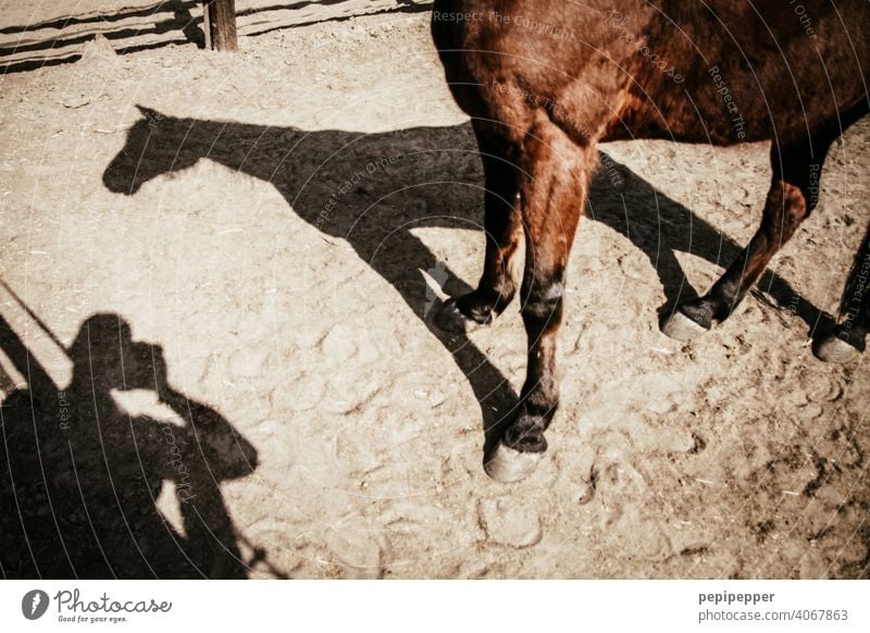 A man photographs his shadow and the shadow of a horse Shadow Light and shadow Contrast Structures and shapes Shadow play Dark side Shadowy existence