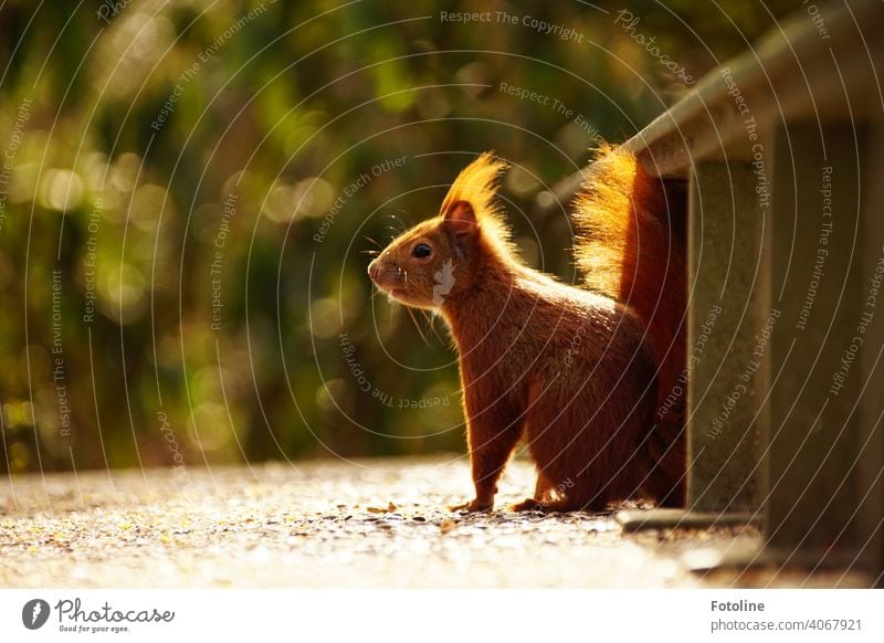 Is this squirrel greedy for the next nut or just curious? Exterior shot Wild animal Colour photo Animal Deserted Freedom Environment naturally Day