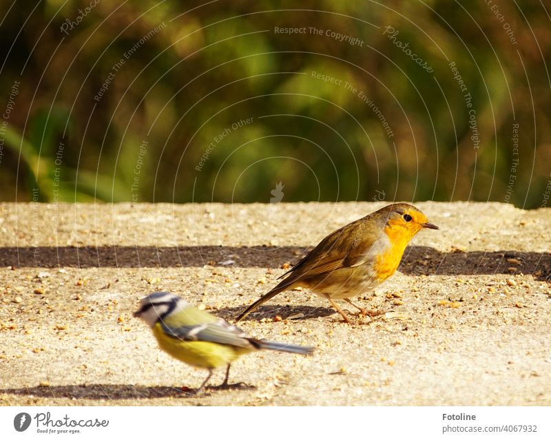 Colourful get-together at the feeding station Nature Sky Bird Exterior shot Wild animal Colour photo Animal Deserted Freedom Environment birds naturally Air
