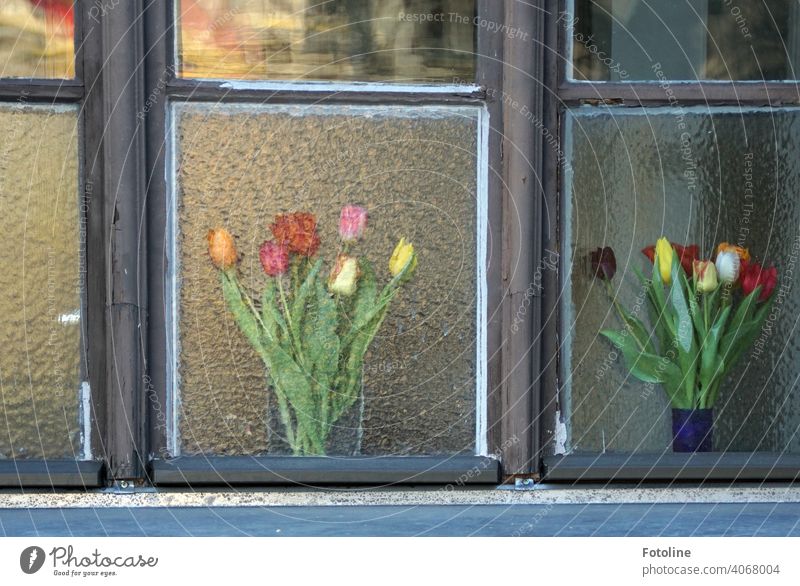 1900 Spring flowers in window Window window glass Window pane Window transom and mullion Wood Glass Vase Bouquet Tulip Tulip blossom tulips bouquet of tulips