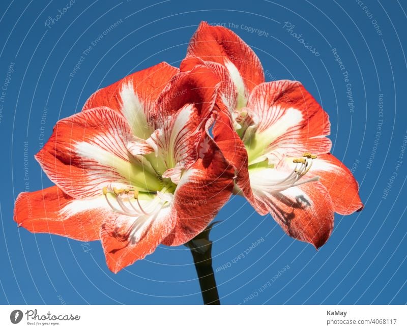 Close up of two red and white flowers of amaryllis Amaryllis Blossom inflorescence blossoms Close-up close-up Red White Blue exempt Winter Horizontal Plant