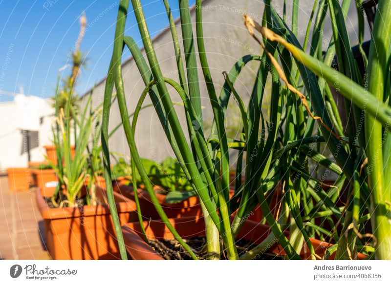 View of an urban garden in plastic pots with chives and garlic in the foreground. Selective focus free time grow your own season gardener vegetables