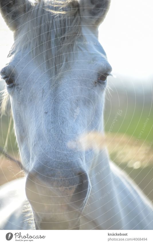 cheval de camargue Horse Camargue Exterior shot France Southern France Nature Colour photo Day Animal Environment Common Reed