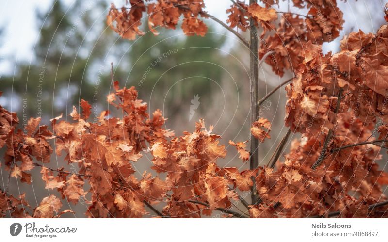 Close-up of dry oak branch with brown broadleaf in winter autumn change close up colourful countryside dead dried fall flora focus foliage forest gold growth