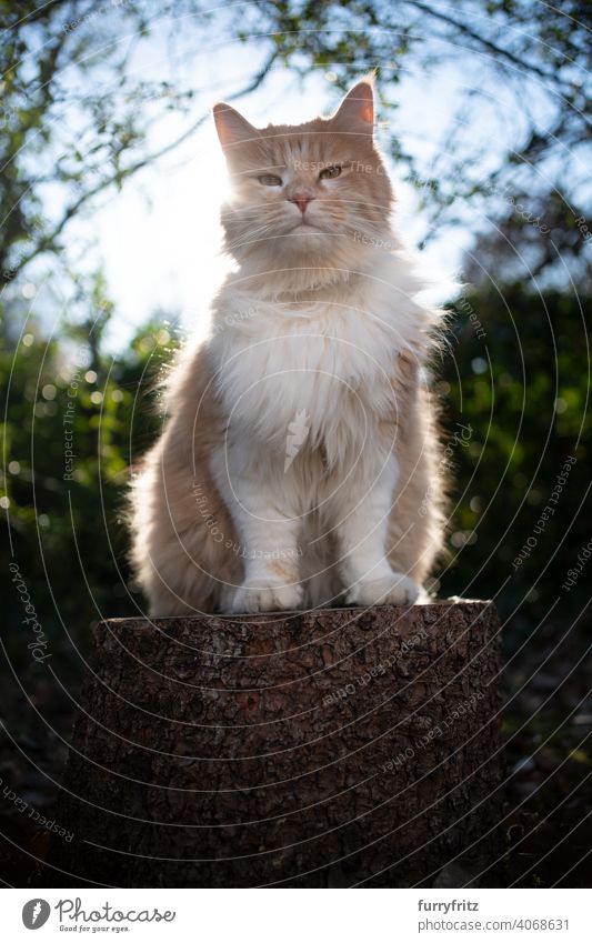 longhair cat sitting on stree stump outdoors in sunny nature sunlight plants garden front or backyard green looking at camera white beige ginger cat fluffy fur
