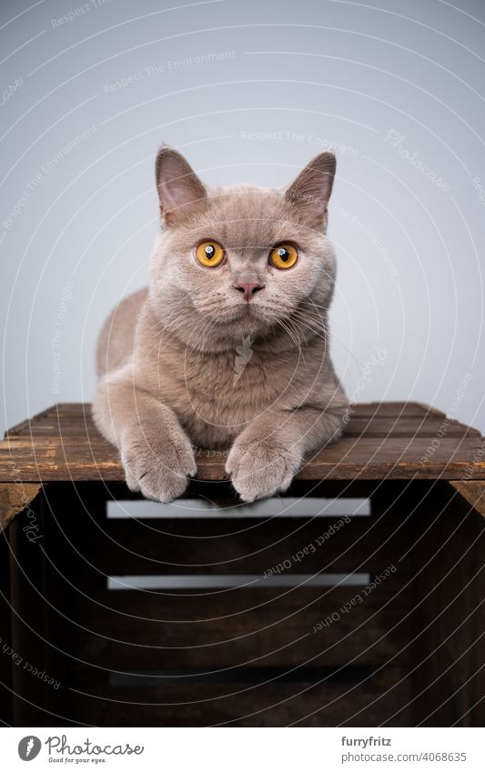 lilac british shorthair kitten resting on wooden crate looking curiously cat pets purebred cat british shorthair cat fluffy fur feline 6 month old young cat