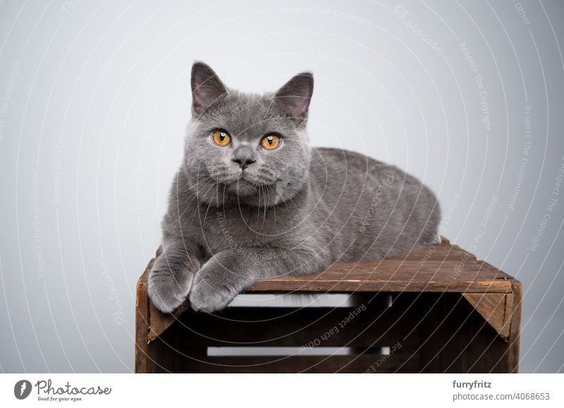 blue british shorthair kitten lying on wooden crate looking at camera cat pets purebred cat british shorthair cat fluffy fur feline 6 month old young cat gray