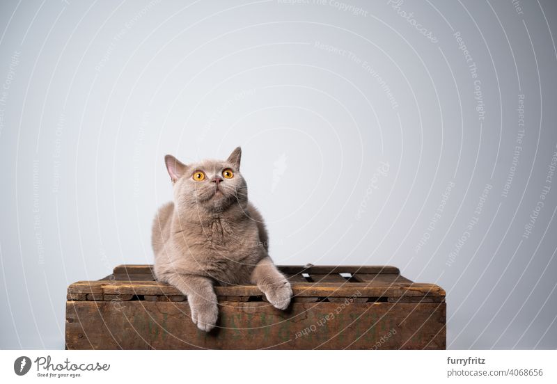 curious british shorthair kitten on wooden crate looking up at copy space cat pets purebred cat british shorthair cat fluffy fur feline 6 month old young cat