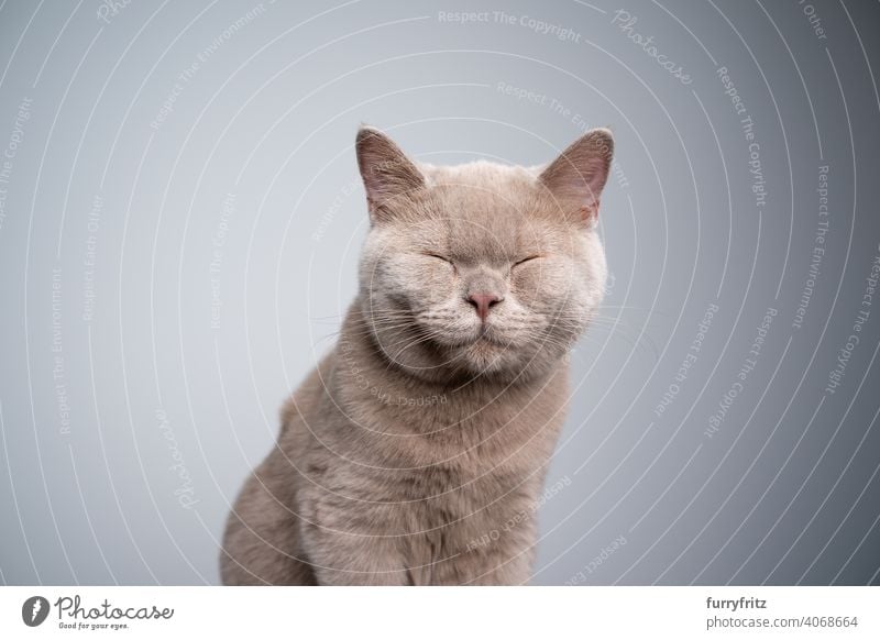 british shorthair kitten with eyes closed on gray background with copy space cat pets purebred cat british shorthair cat fluffy fur feline 6 month old young cat