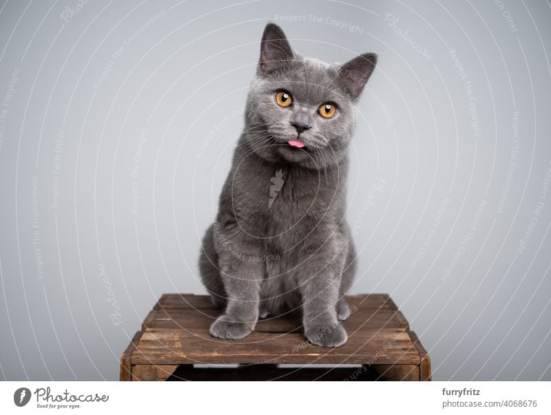 british shorthair kitten sticking out tongue making funny face cat pets purebred cat british shorthair cat fluffy fur feline 6 month old young cat blue gray