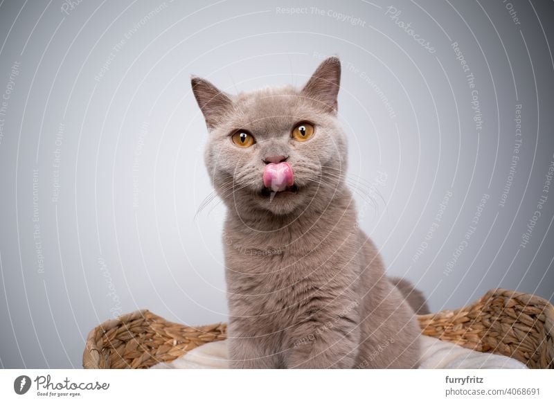 british shorthair kitten sitting on pet bed licking lips cat pets purebred cat british shorthair cat fluffy fur feline 6 month old young cat lilac copy space