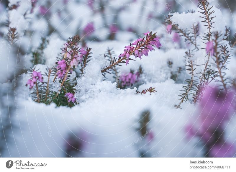 Springtime meeting winter, spring heath covered by fresh snow, Austria blossom springtime battle erica frost purple flower season crystals erica carnea ice pink