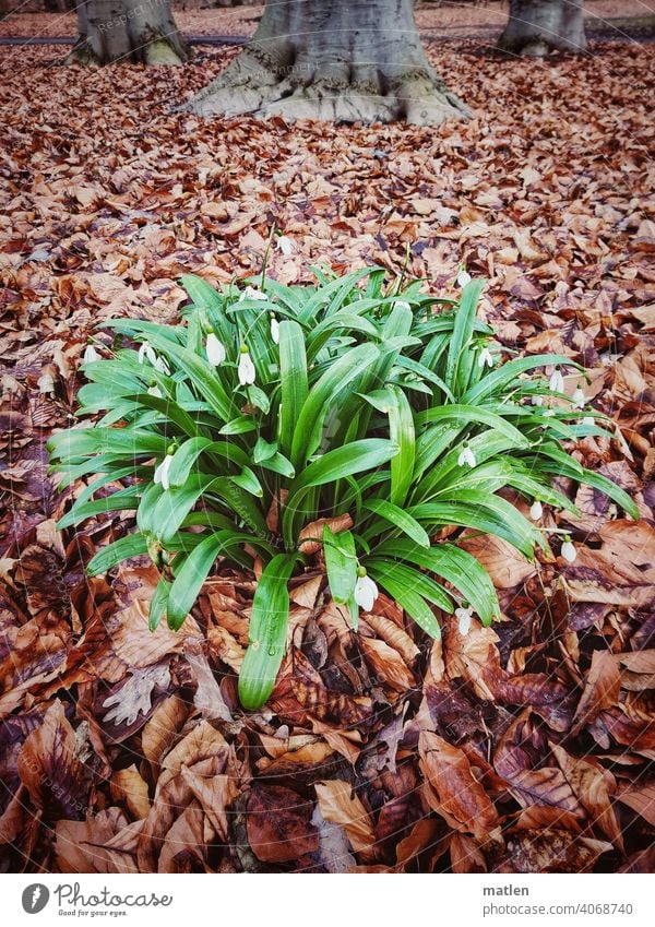 snowdrops Snowdrop foliage Beech trunk Nature Exterior shot Leaf Plant Autumnal spring Deserted 3 plus 1 Colour photo