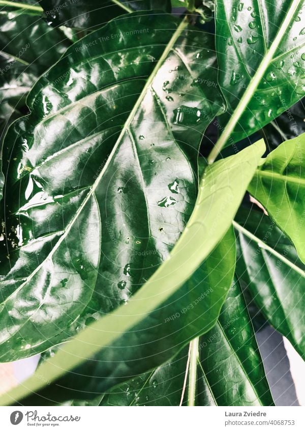 Raindrops on the leaves Leaf green leaves raindrops Close-up Green Plant Macro (Extreme close-up) Nature Drops of water Wet Damp Water Fresh