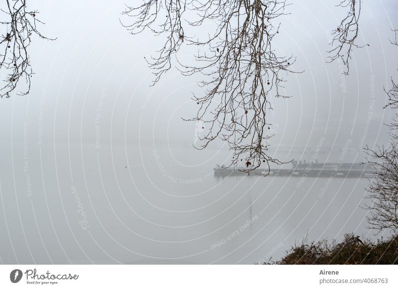 unpromising Fog Lake Lakeside Calm morning mood bank Loneliness foggy Morning fog early melancholy Mysterious cryptic Dreary twigs winter hazy waterfowls Lonely