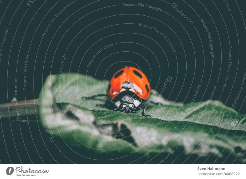 little ladybug on a leaf Blumen und Pflanzen Frühling Herbst blatt blume insekt makro marienkäfer natur sommer Ladybird Beetle Insect Nature Animal Green Small