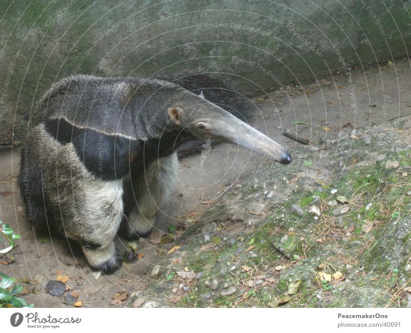 anteater Ant-eater Animal Trunk Bear Nature