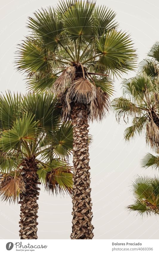 photo of tall palm trees on the spanish costa brava Environment green Nature Vacation & Travel Exterior shot Palm tree Exotic Plant Day Beautiful weather