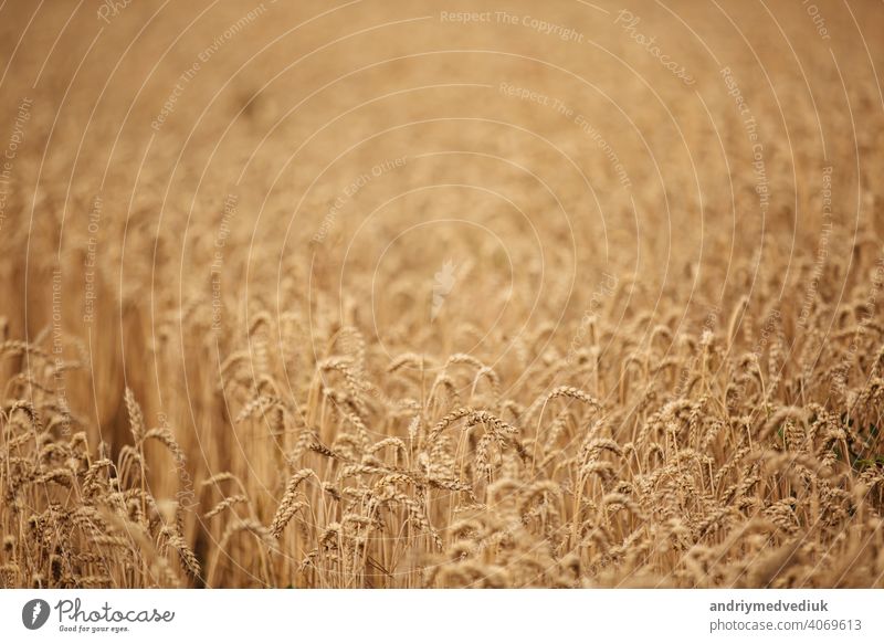 Rural scenery. Background of ripening ears of wheat field and sunlight. Crops field. Selective focus. Field landscape. ready harvest corn golden grain yellow