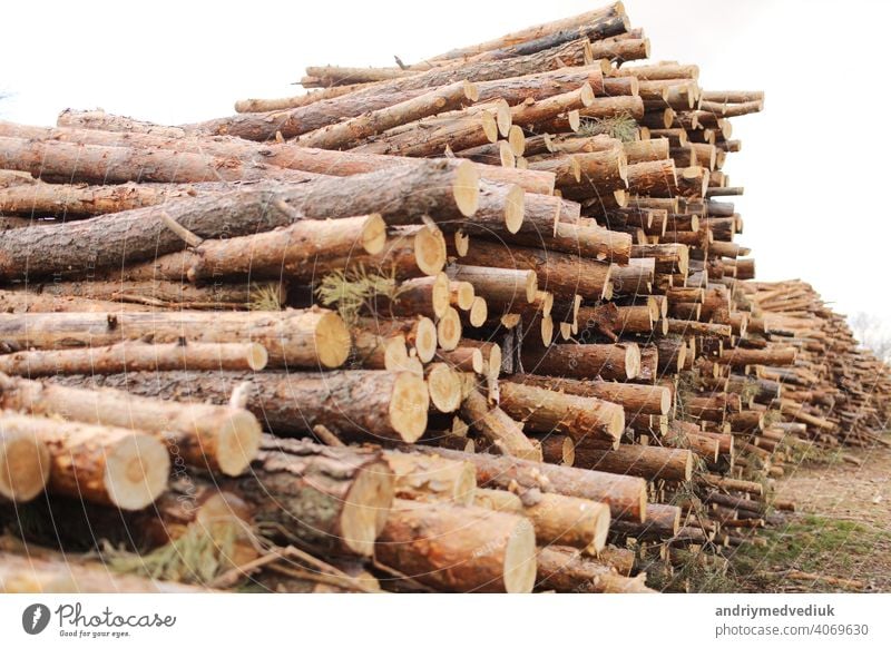 Side view of commercial timber, pine tree logs after clear cut of forest. uncontrolled deforestation. selective focus. tree trunks background wood nature stack