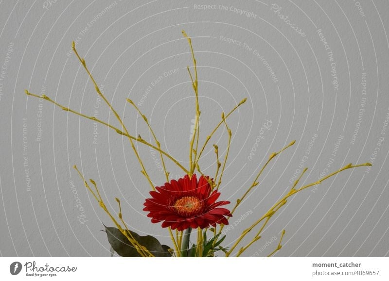 Red flower with yellow branches against white background Bouquet Flower twigs Yellow Spring Gerbera flower decoration flower arrangement Gift floral gift