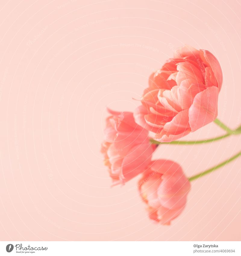 Three coral peony tulip flowers. Selective Focus coral color Monochrome pastel card Minimalistic romantic tenderness