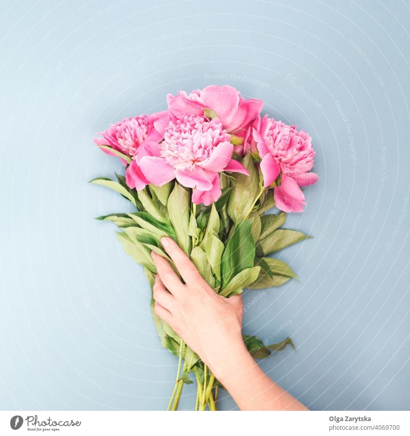 Female hand holding bouquet of flowers. peony pink female giving background top view greeting card holiday woman mothers girl present gift spring blue gray