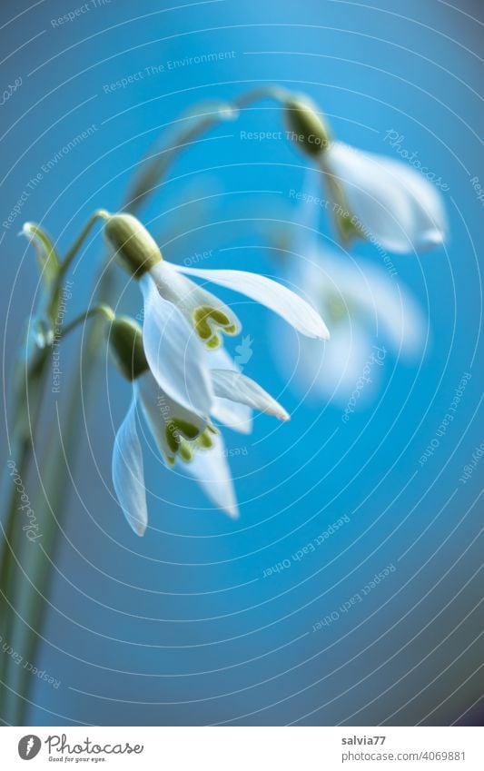 snowdrops Snowdrop Winter Flower Plant Spring Macro (Extreme close-up) Blossom Close-up White Blue background Shallow depth of field Spring flower naturally