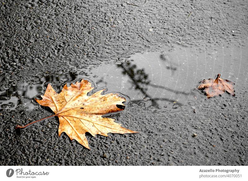 A yellow maple leaf on a wet road asphalt road autumn autumn concept autumn leaves autumn morning background ball beautiful bush circle cityscape closeup