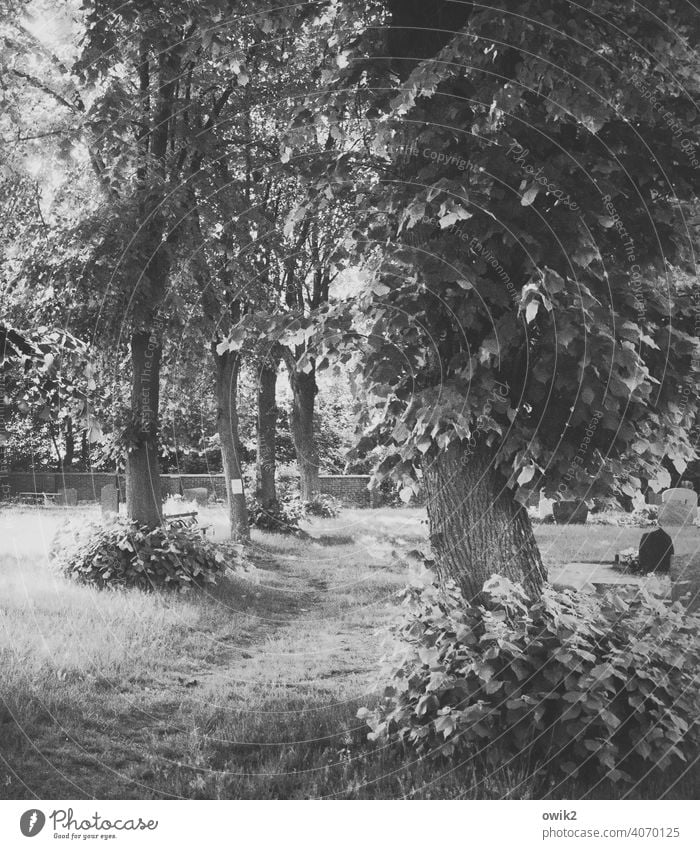 halfway Landscape Nature Environment Plant Twigs and branches Wood Beautiful weather Tree Autumn Loneliness Idyll Pure Detail Deserted Black & white photo