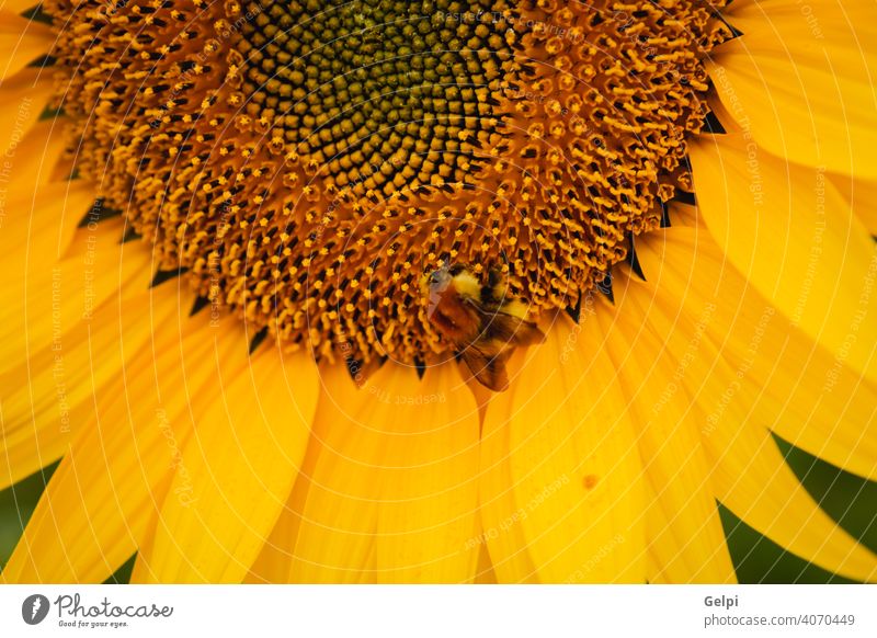 Macro view of a dandelion - a Royalty Free Stock Photo from Photocase