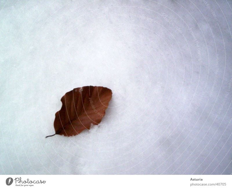 snow leaf Leaf Winter White Cold Pure Snow Bright Snow layer Bright background Isolated Image Copy Space top Copy Space right Individual 1 Isolated (Position)