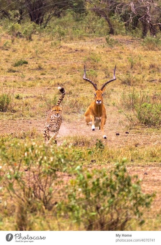 Photo series: Cheetah hunting for big Impala. Masai Mara, Kenya Africa african animal animals antelope beast beasts beautiful brown carnivore cat cats chasing