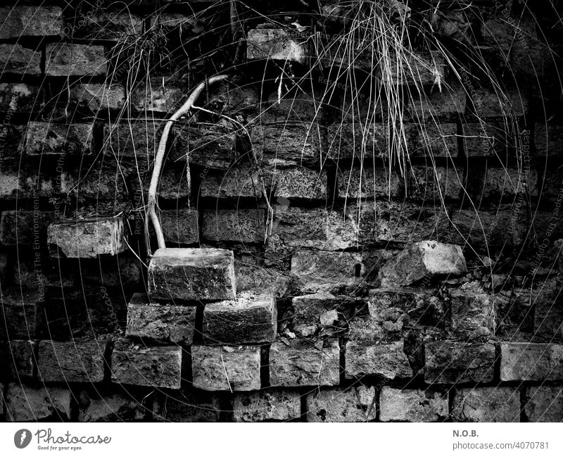 Dilapidated wall with scrub in black and white Wall (barrier) Wall (building) Exterior shot Deserted bricks Old Derelict Decline Transience Broken Destruction