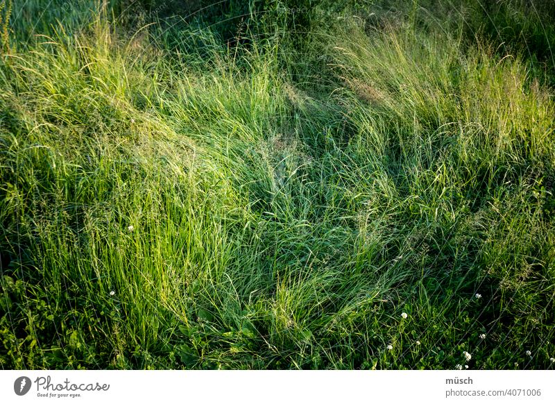 meadow Grass Meadow Nature Green trace stalks Kick Suspicion little flowers Clover question Agriculture Environment