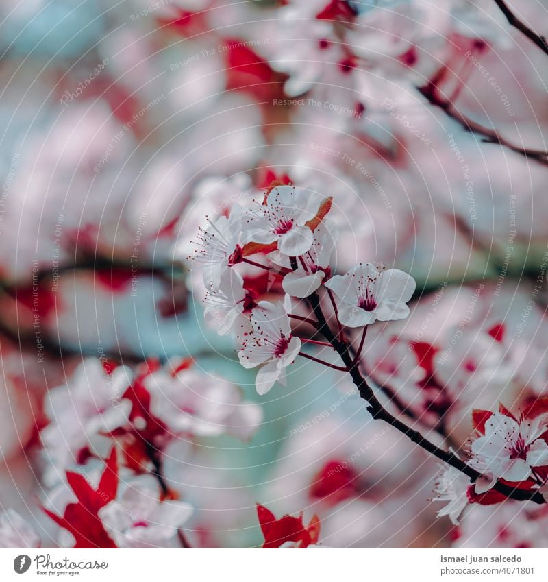 beautiful cherry blossom flower, sakura flower cherry tree sakura tree pink petals floral nature natural decorative decoration romantic beauty fragility