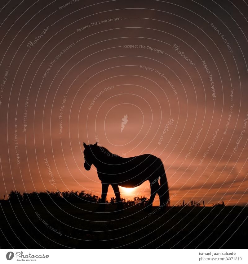 beautiful horse silhouette with the sunset in the meadow sunlight animal animal themes wild nature cute beauty elegant wild life wildlife rural rural scene