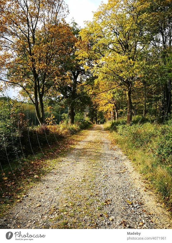 Field path for forestry in autumn sunshine in the Teutoburg Forest in Oerlinghausen near Bielefeld on the Hermannsweg in East Westphalia-Lippe Autumn Season