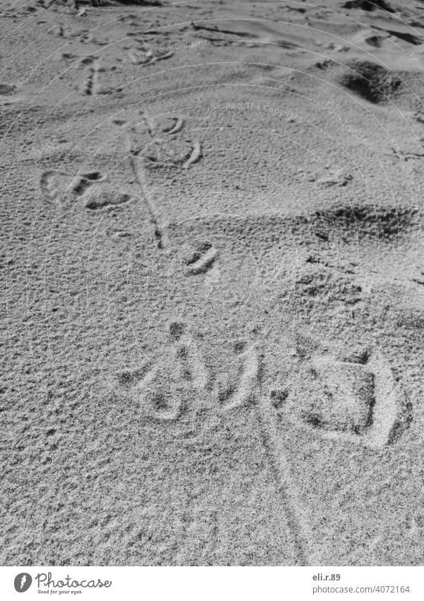 Seagull tracks in the sand Sand Tracks Footprint Beach Barefoot coast To go for a walk Exterior shot sandy
