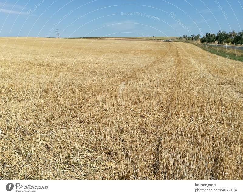Empty cornfield in summer after harvest Cornfield Summer ardor Roadside country Agriculture Hot summer Drought Dry Dust lack of water no rain dry up Nature