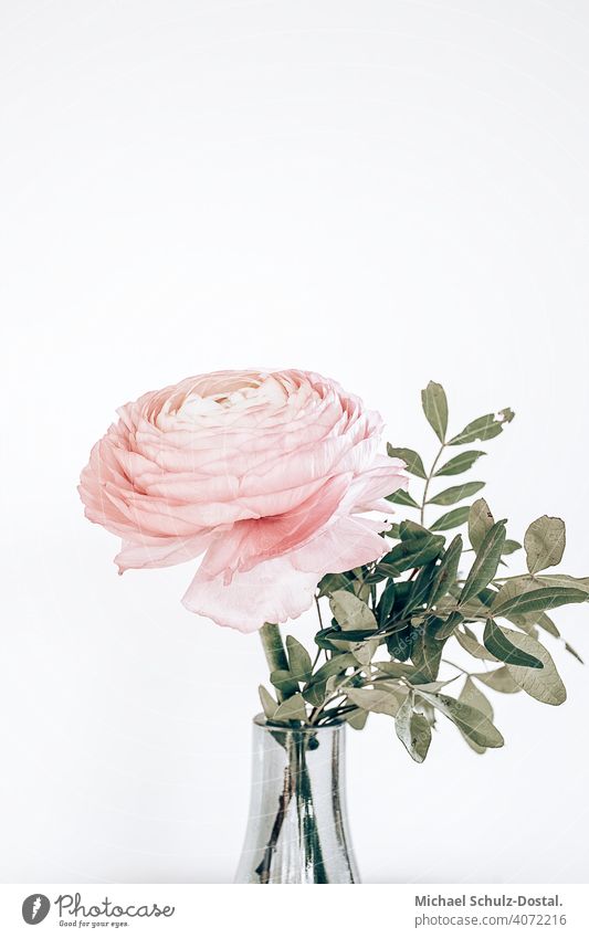 a pink ranunculus in the vase Flower Plant Ornamental plant pretty Calm flower schedules calm quiet Green green silent Still Life decoration Pink Buttercup