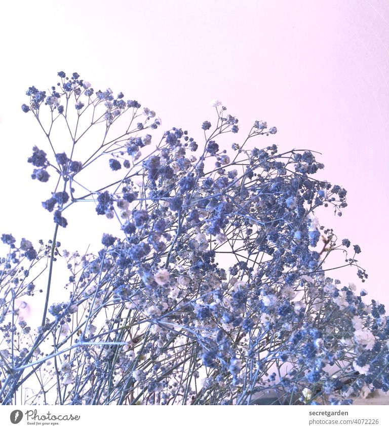 why they're blue is beyond me... Baby's-breath Bouquet Flower Nature Interior shot Blue Pink Blossom Plant Decoration White Colour photo Studio shot Delicate