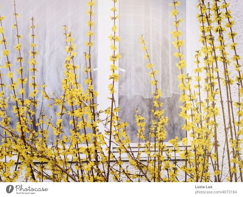 Forsythia in front of the window, behind it delicate white curtains Forsythia blossom forsythia Yellow Spring Delicate Bright Window White Curtain Drape Light