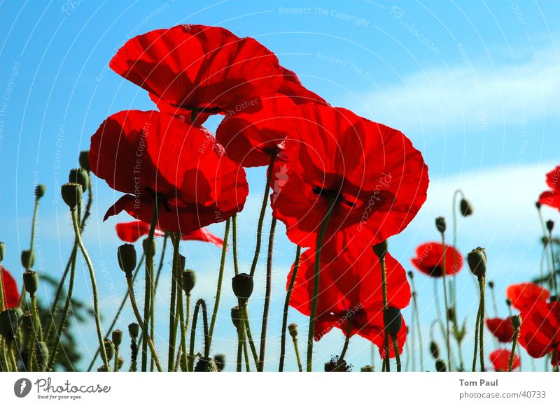 poppies Poppy Red Corn poppy Blue Macro (Extreme close-up) Detail