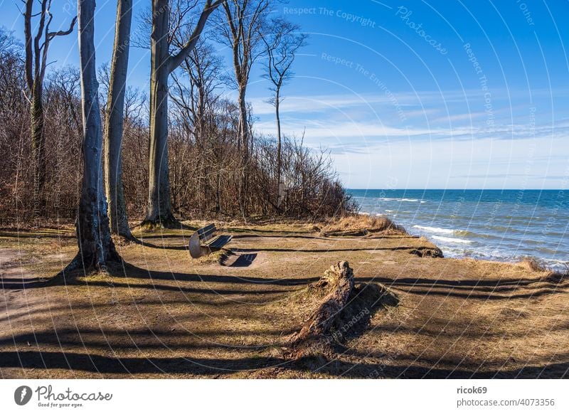 Ghost forest on the Baltic coast near Nienhagen Baltic Sea Beach Forest trees Nature Landscape Ocean Waves vacation Mecklenburg-Western Pomerania steep coast