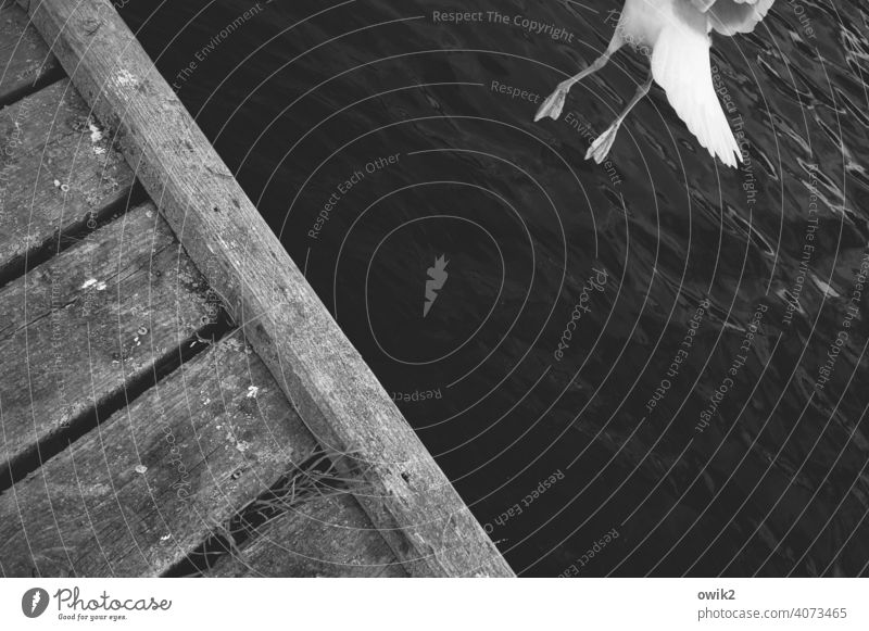 Space, here I come Seagull Departure Ease Flying Baltic Sea Waves coast Animal Freedom Trip Exterior shot Black & white photo Elegant Water Bird Elements Shadow