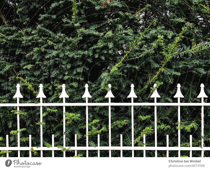 white painted wrought iron fence in front of green hedge Fence Fencing Fenced in White Wrought iron white lacquered ornamental Varnished pretty sharpen