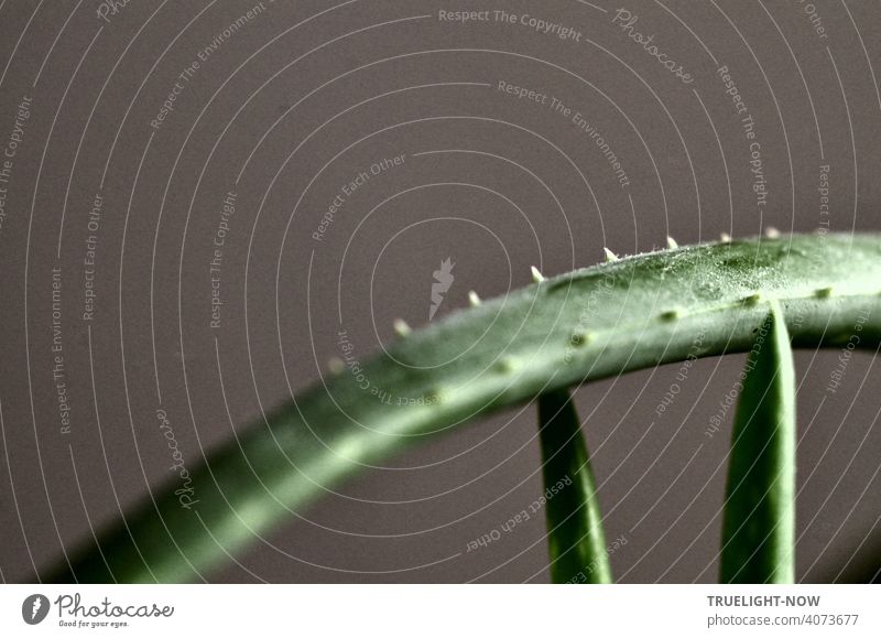 Leaf detail of a 20 year old Aloe Vera plant, which seems to be supported by two young shoots, only a few weeks old, while daylight falling in from the side makes the contours shine.