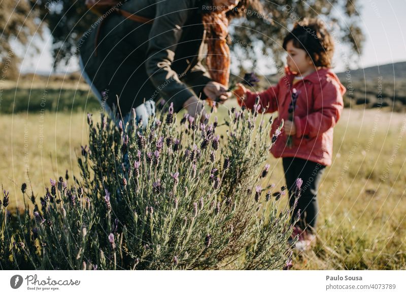Mother and daughter picking spring flowers Spring Mother with child Daughter Together togetherness Lavender Caucasian Family & Relations motherhood Happiness